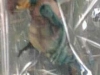 WATTO