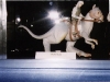 azswcontauntaun